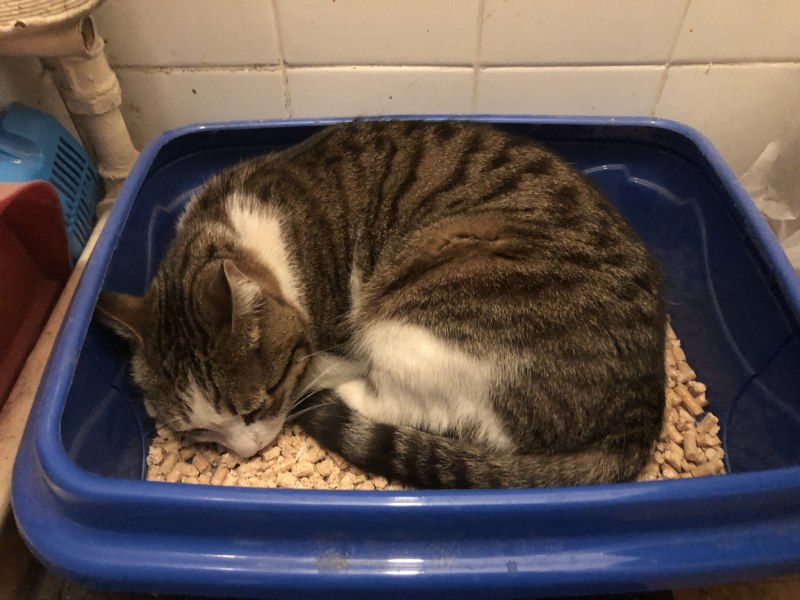 Кошачий лоток светофор