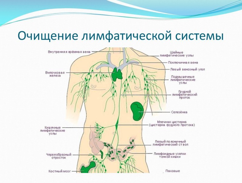 Строение иммунной системы человека схема