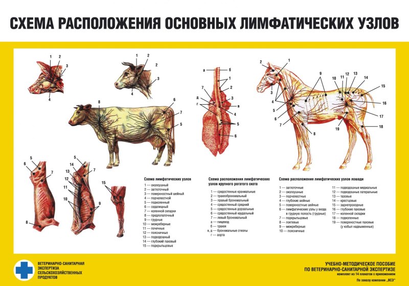 Схема расположения поверхностных лимфатических узлов КРС