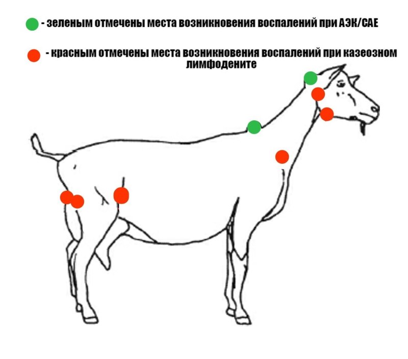Схема расположения лимфоузлов у коз