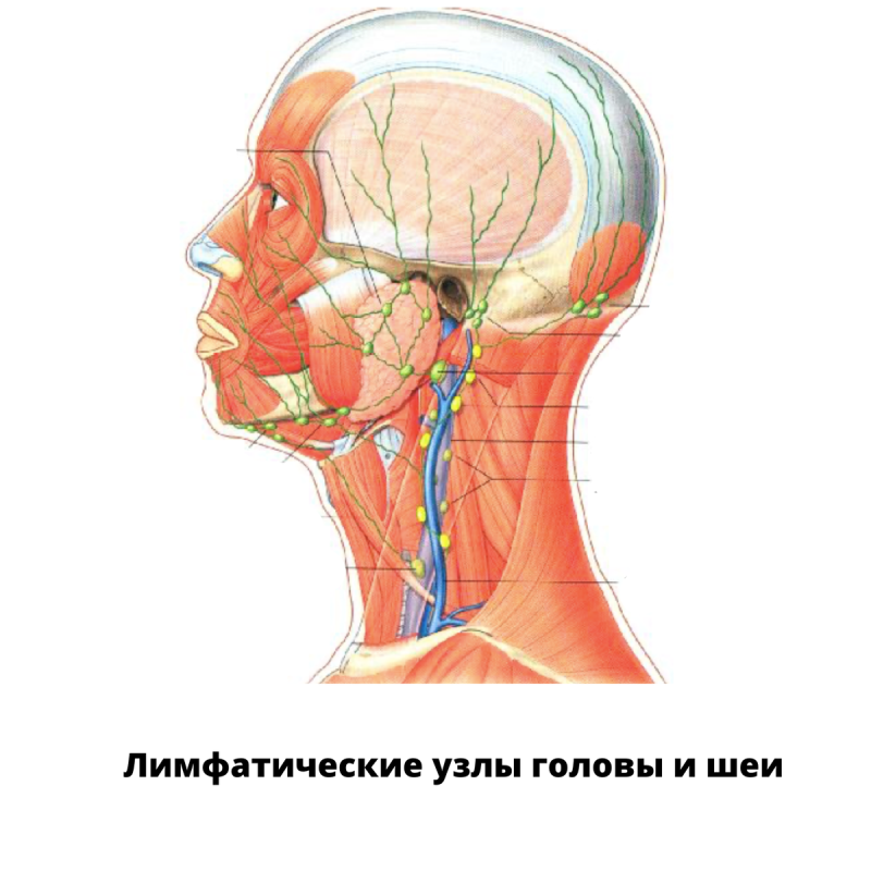 Лимфоузлы шеи анатомия