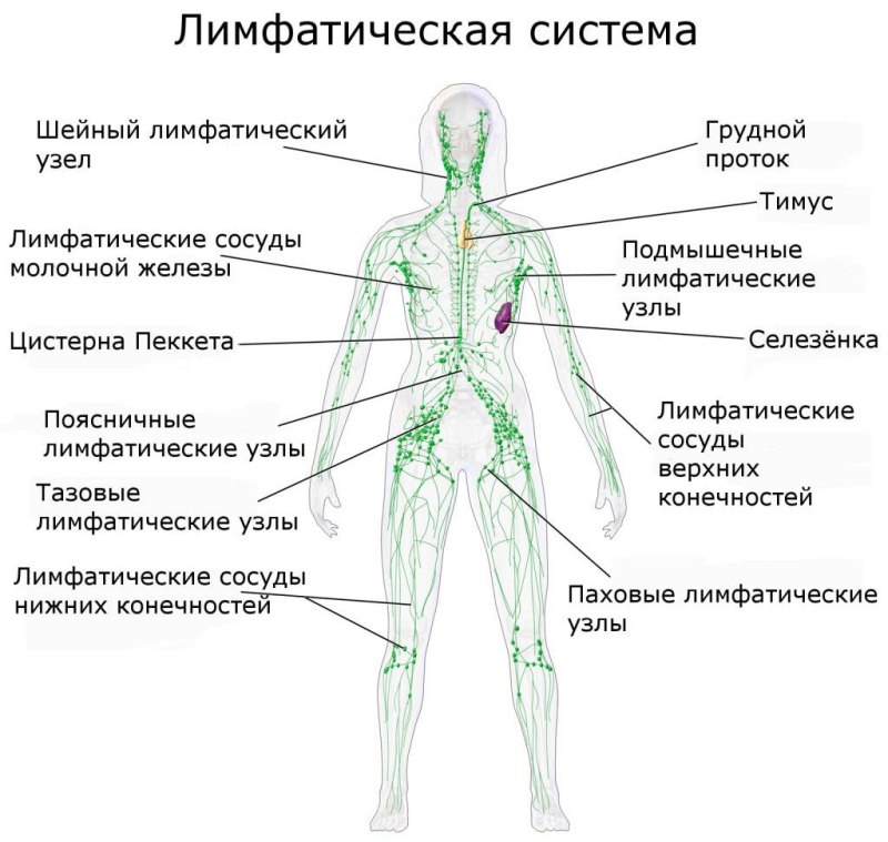 Схема строения лимфоидной системы человека