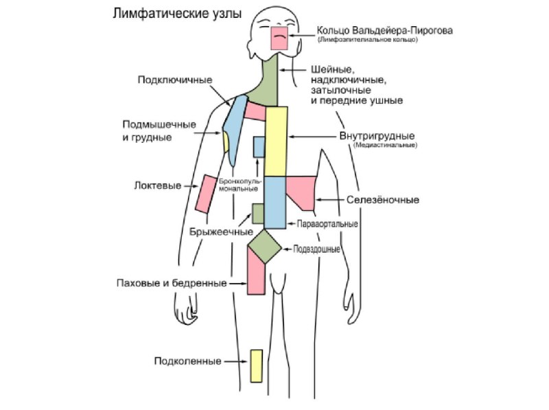 Лимфы узлы на теле человека