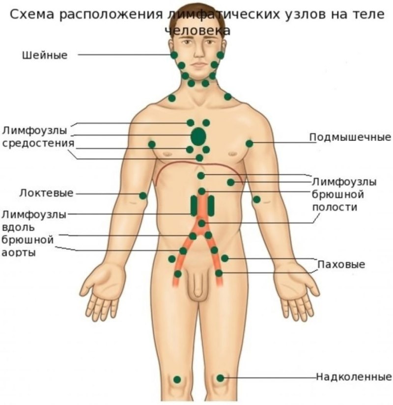 Лимфоузлы где находятся у мужчин
